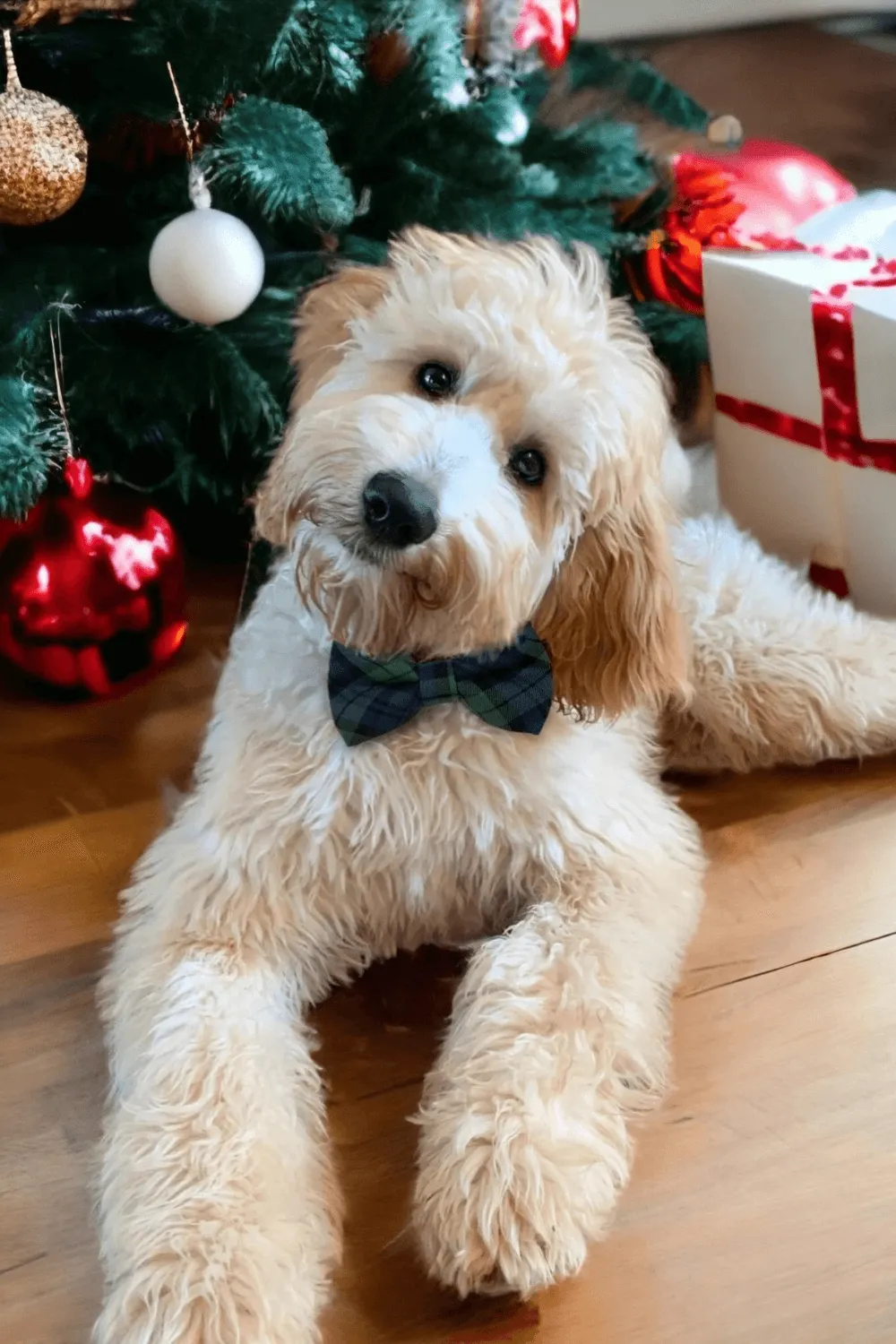 Blue and Green Tartan Plaid Christmas Bow Tie for Dog Collar or Cat Collar