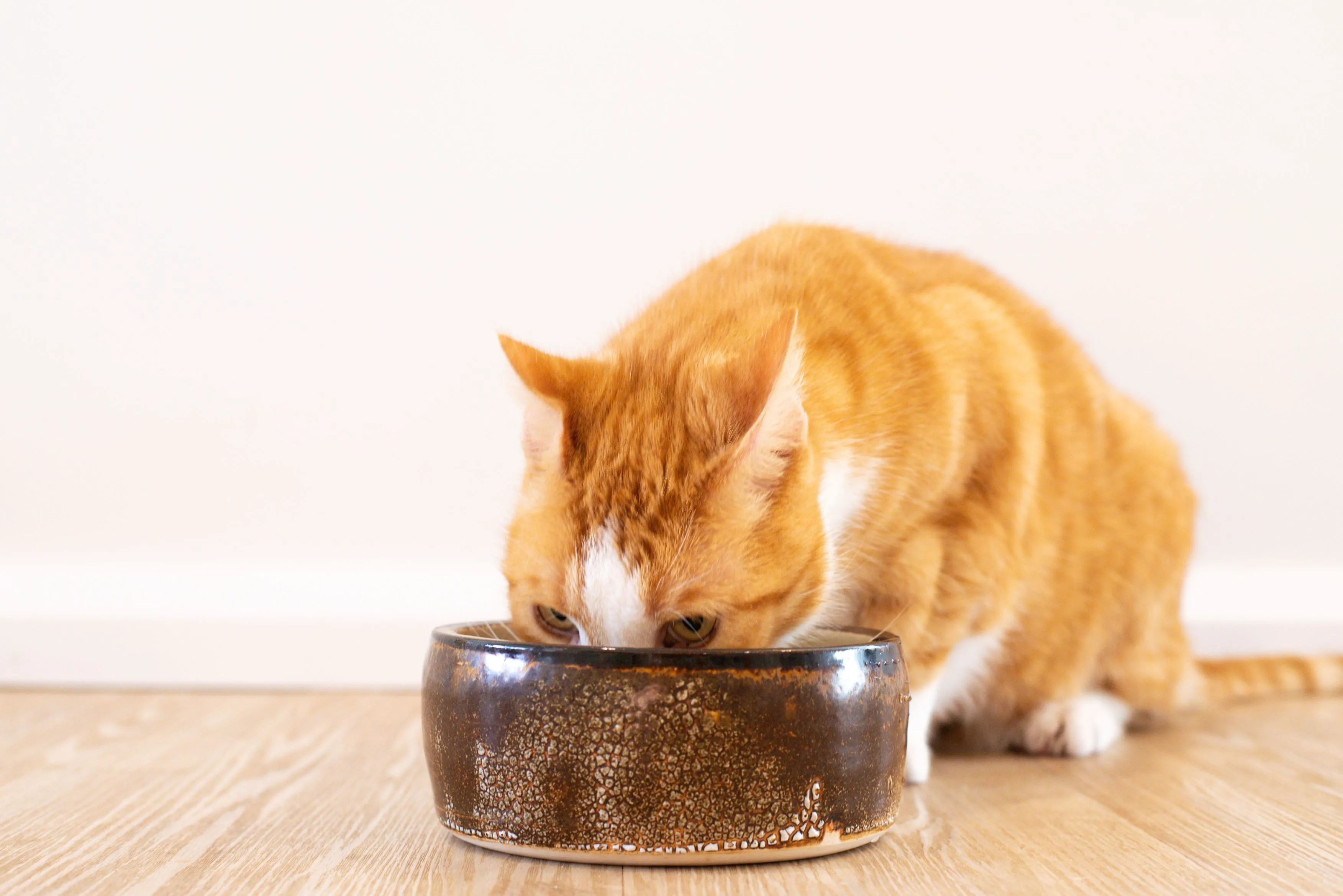 Free-Range Beef | Raw Freeze-Dried Cat Food - Adult