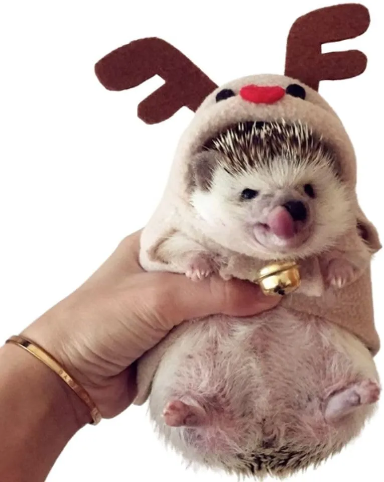 Hedgehog Costume Reindeer Clothes for Hedgehogs Small Animal Apparel Polar Fleece Handmade Hedgehog Hoodie Dress Up Accessories Outfit for Cosplay Halloween Christmas Party Pet Supplies (M(400-500g))