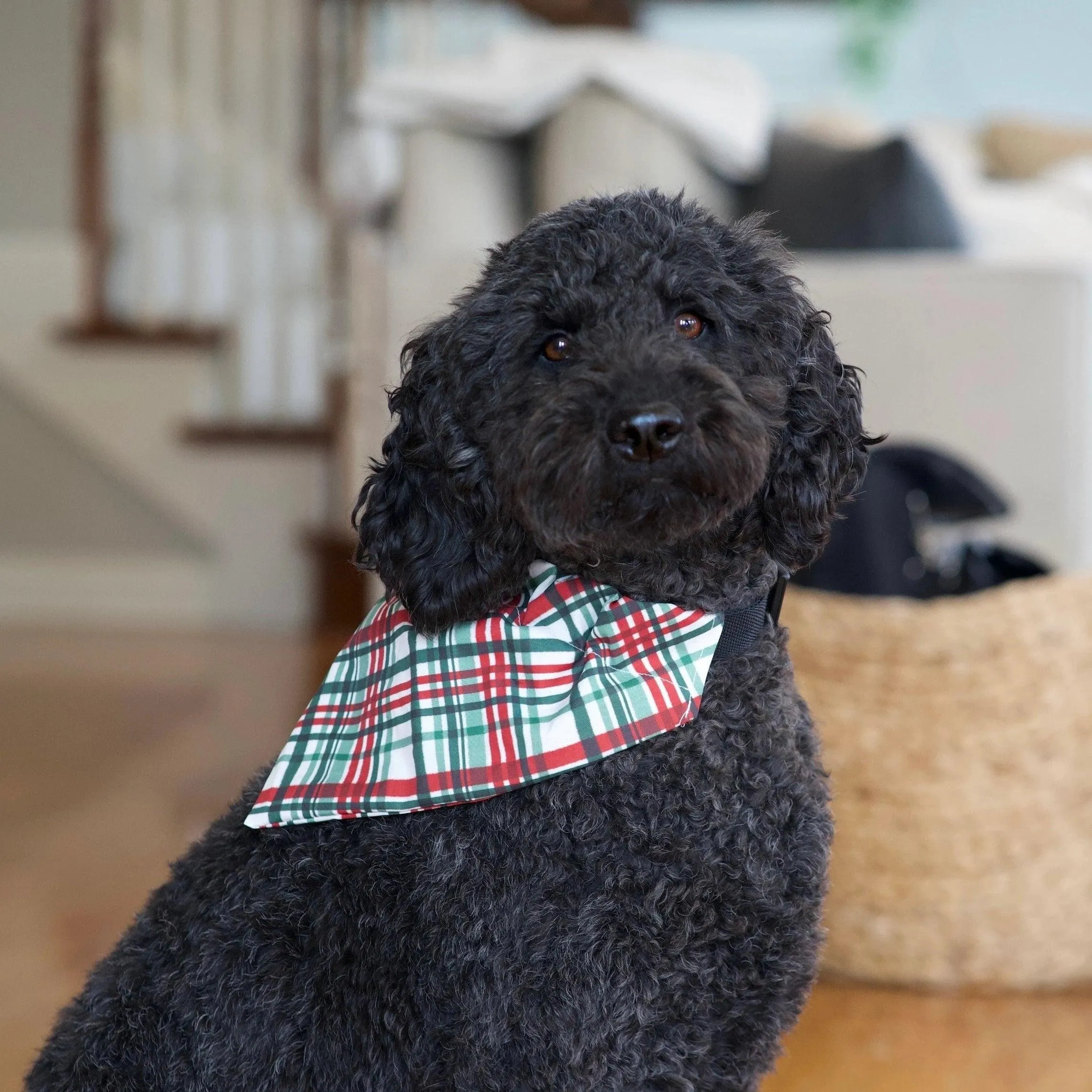 Holly Jolly Christmas Plaid Dog Bandana