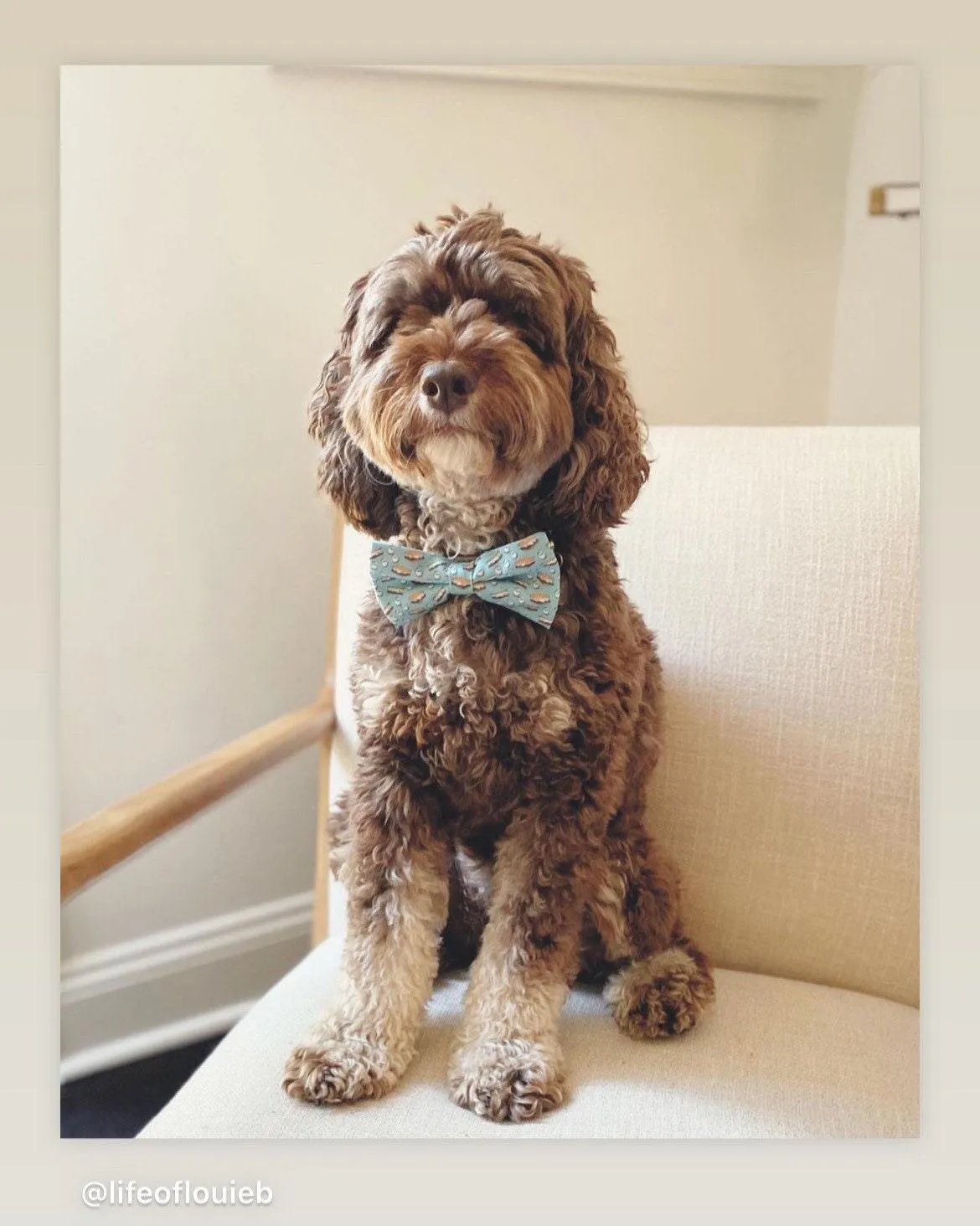S'Mores Bow Tie for Dog and Cat Collar