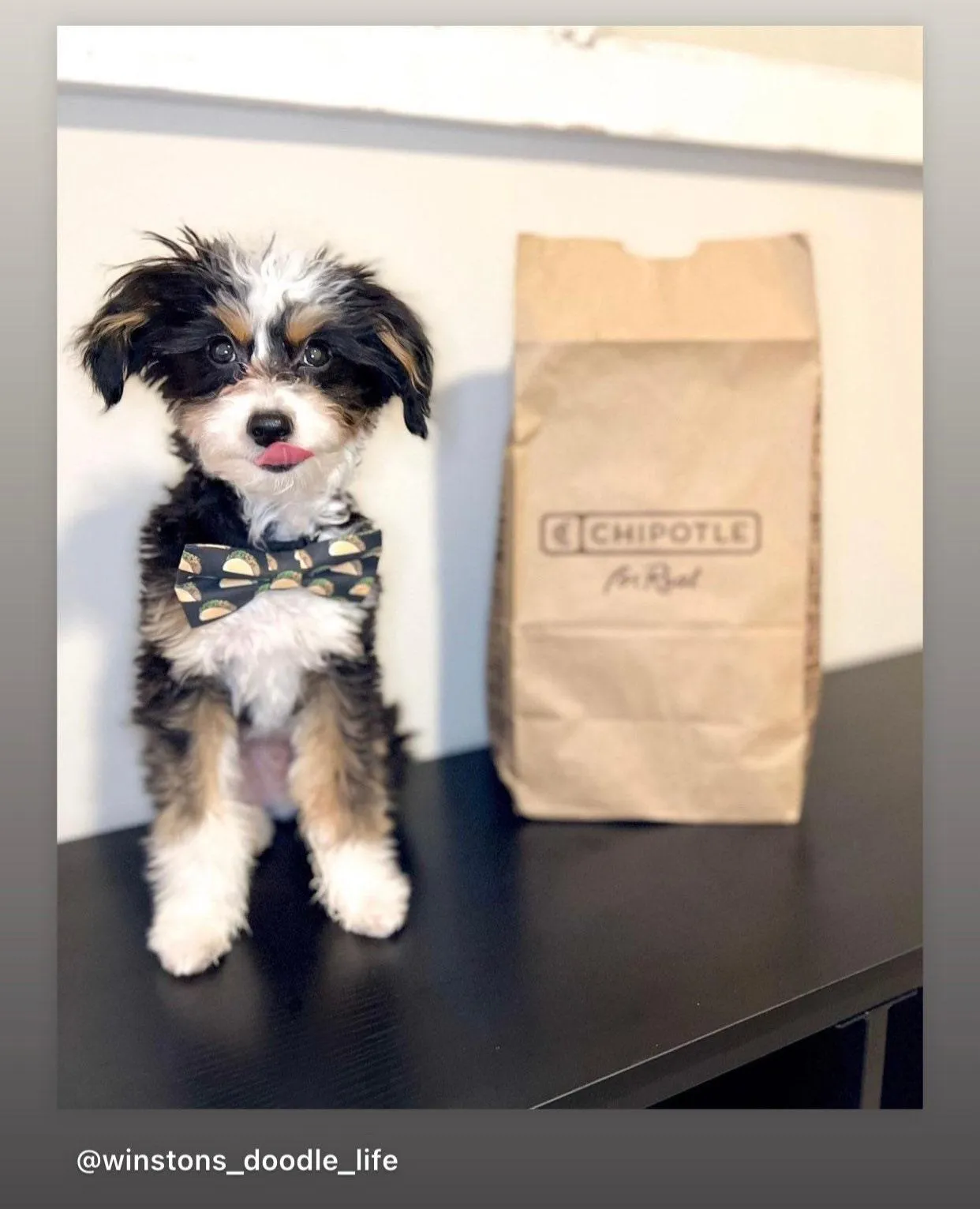 Taco Bow Tie for Dog and Cat Collar
